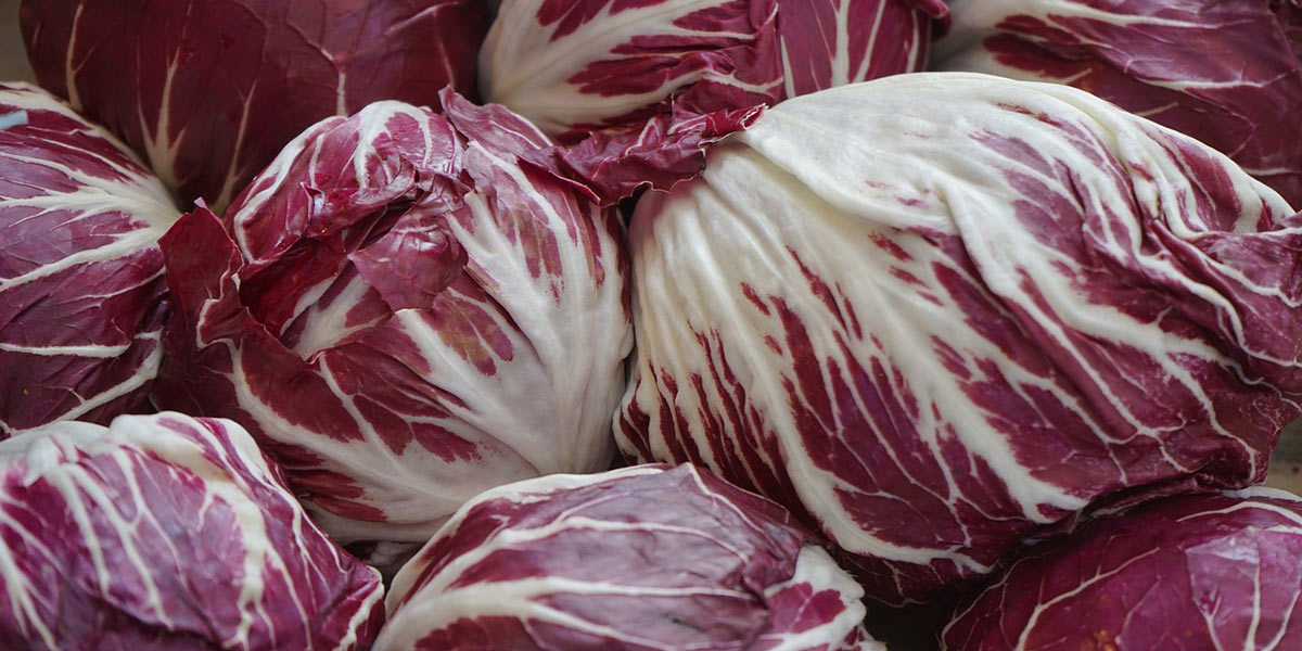 Colture da seme, è boom in Romagna